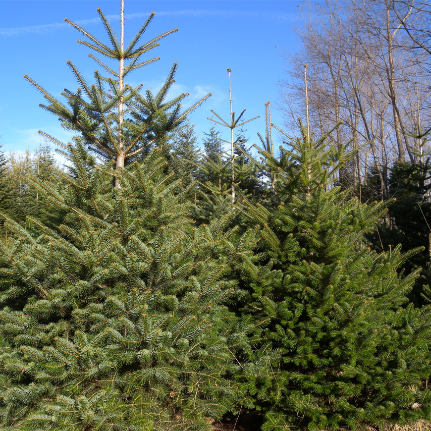 Albero Di Natale Vero.Produzione E Vendita Alberi Di Natale Reggio Calabra