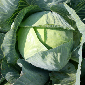 cavolo