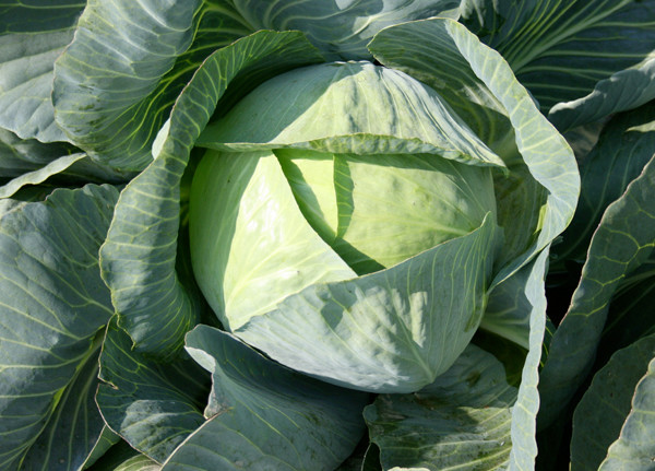 cavolo