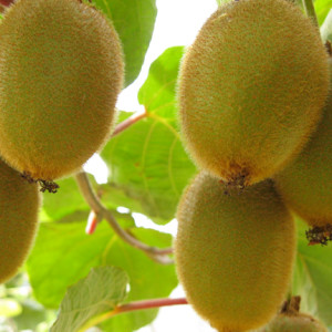 kiwi