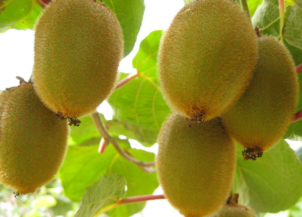 kiwi