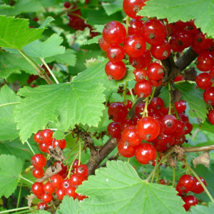 ribes