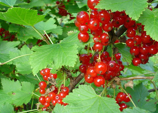 ribes