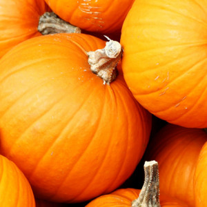 zucca