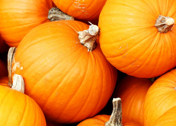 zucca