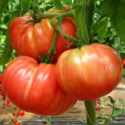 534-pomodoro-belmonte_1