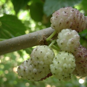 Gelsi