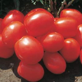POMODORO D CONSERVA  300W_5