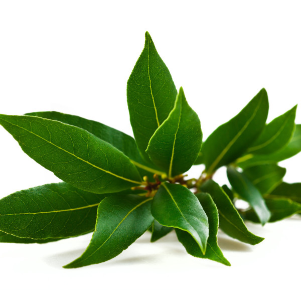 Laurel