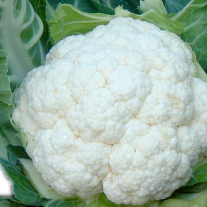 cavolfiore-bianco