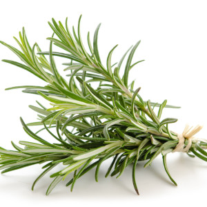 Rosmarin - Rosemary